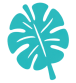 MONSTERA PICTO BAMBIINI